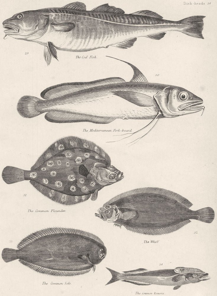 FISH. Fishes; Cod; Mediterranean Fork- beard; Cmn Flounder; Whiff; Sole;  1860